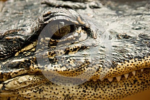 An Alligator's Face