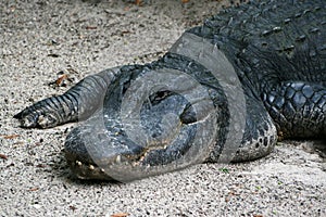 Alligator in the Sand