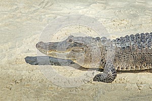 An alligator on sand in the Everglades, Florida