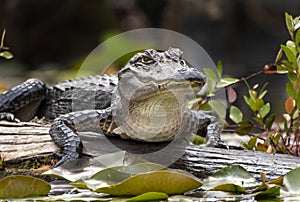Alligator with scales and sharp teeth