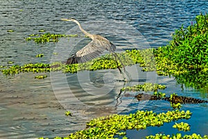 Alligator scaring off a great blue heron at Circle-B-Bar Reserve near Lakeland, Florida
