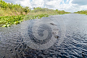 Alligator seen from airboat in Everglades national park, Florida, United States of America