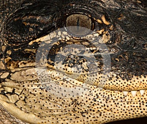 Alligator Side Portrait