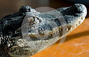 Alligator Side Portrait #4