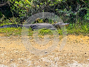 Alligator on the side of the road in the Everglades