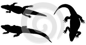 Alligator silhouette - crocodilian in the genus Alligator of the family Alligatoridae