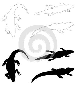 Alligator silhouette - crocodilian in the genus Alligator of the family Alligatoridae