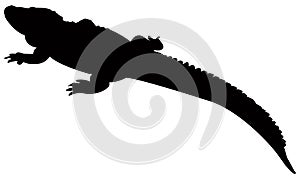 Alligator silhouette - crocodilian in the genus Alligator of the family Alligatoridae