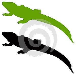Alligator silhouette - crocodilian in the genus Alligator of the family Alligatoridae photo
