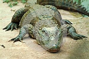 Alligator sinensis