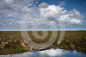 Alligator Sits at the Edge of Pool in Wide Grassland