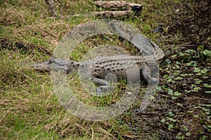 Alligator Sits on River Bank