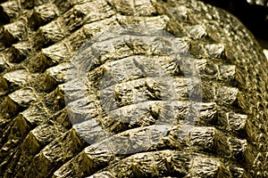 Alligator skin photo