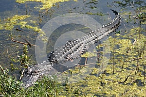 Alligator Sleeping