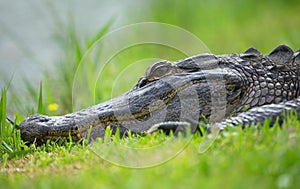 Alligator sleeping in grass