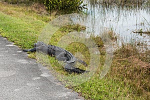 An alligator sleeping in the grass, Everglades National Park