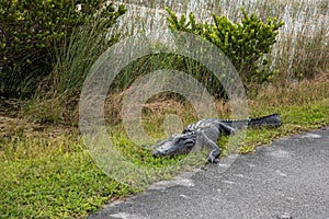 An alligator sleeping in the grass, Everglades National Park