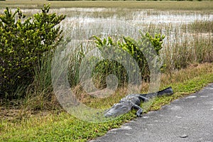 An alligator sleeping in the grass, Everglades National Park