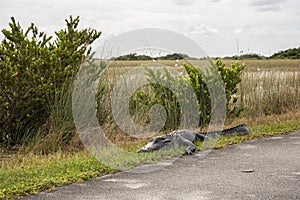 An alligator sleeping in the grass, Everglades National Park