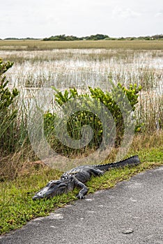 An alligator sleeping in the grass, Everglades National Park