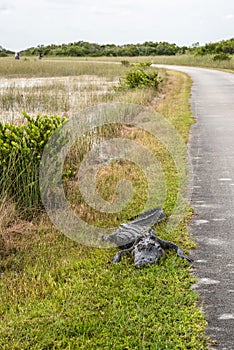 An alligator sleeping in the grass, Everglades National Park