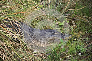 A alligator is sleeping on the ground