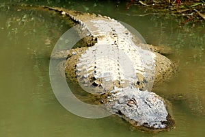 Alligator sleeping in a swamp