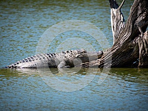 Alligator sleeping tree