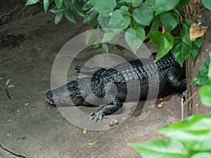 Alligator sleeping in a zoo