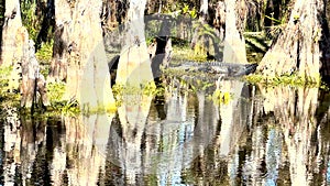 Alligator Sleeps On The Bank of Tree Covered River