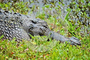 Alligator sleeps on grass