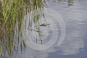 An alligator slowly makes its way across the river