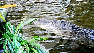 Alligator slowly swimming in artificial pond with koi carps.