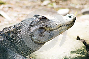 Alligator smiling in the sun