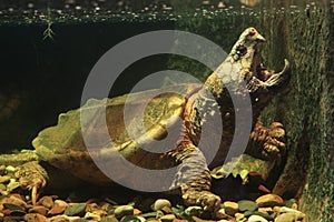 Alligator snapping turtle photo