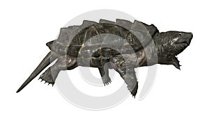 Alligator Snapping Turtle