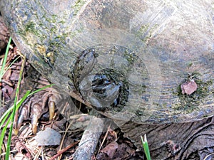 Alligator Snapping Turtle with Leaches