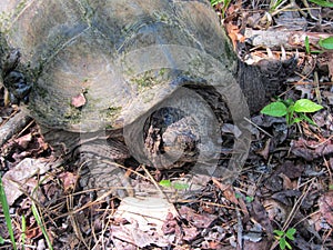 Alligator Snapping Turtle - Macrochelys temminckii