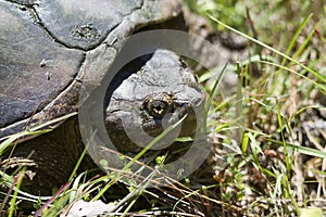 Alligator Snapping Turtle - Macrochelys temminckii