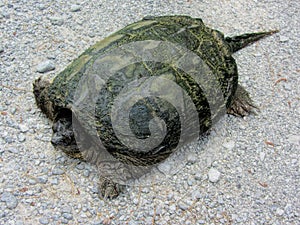 Alligator Snapping Turtle - Macrochelys temminckii