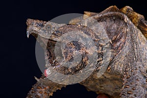 Alligator snapping turtle / Macrochelys temminckii