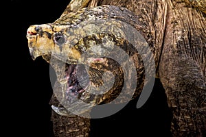 Alligator snapping turtle (Macrochelys temminckii)