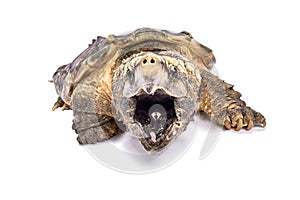 Alligator snapping turtle,Macrochelys temminckii