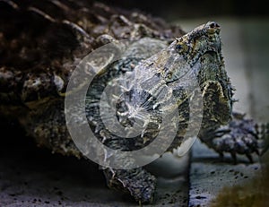 The alligator snapping turtle Macrochelys temminckii is a species of turtle in the family Chelydridae