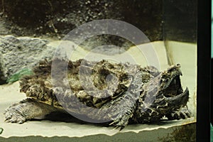 Alligator snapping turtle Macrochelys temminckii at a ZOO