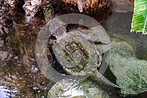 Alligator snapping turtle Macrochelys temminckii in zoo Barcelona