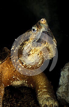 ALLIGATOR SNAPPING TURTLE macroclemys temminckii, PORTRAIT OF ADULT