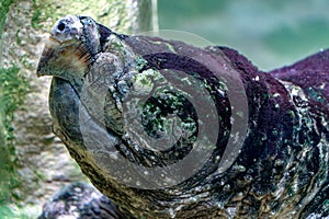 Alligator snapping turtle underwater portrait