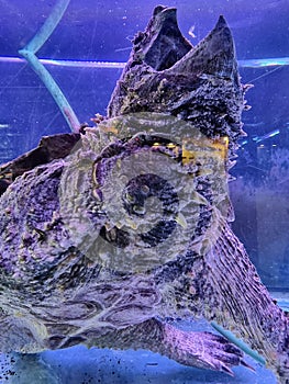 Alligator snapping turtle in the water