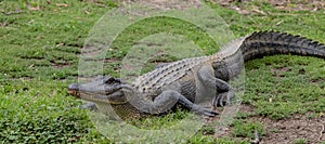 Alligator soaking up the warmth of the winter sun in the bayou an hour outside of New Orleans Louisiana